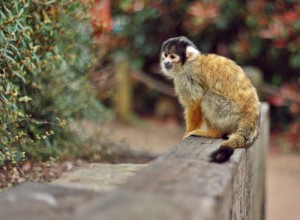 zoo w londynie małpy
