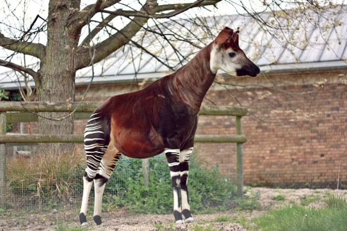 zoo w londynie okapi