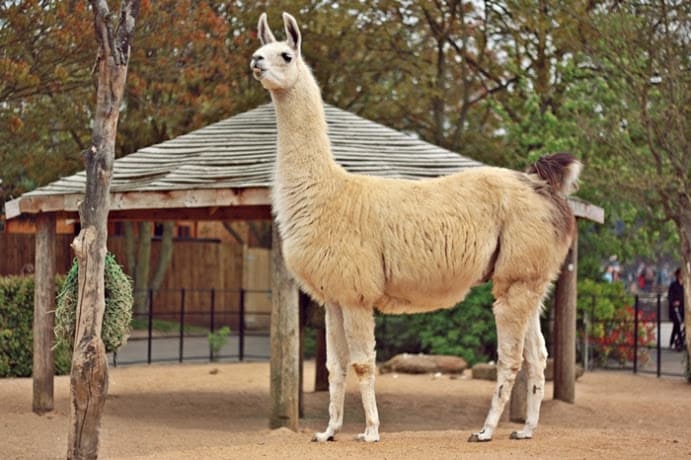 zoo w londynie lama 