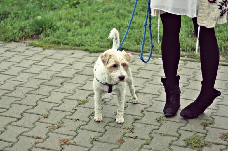 stylizacja na spacer z psem
