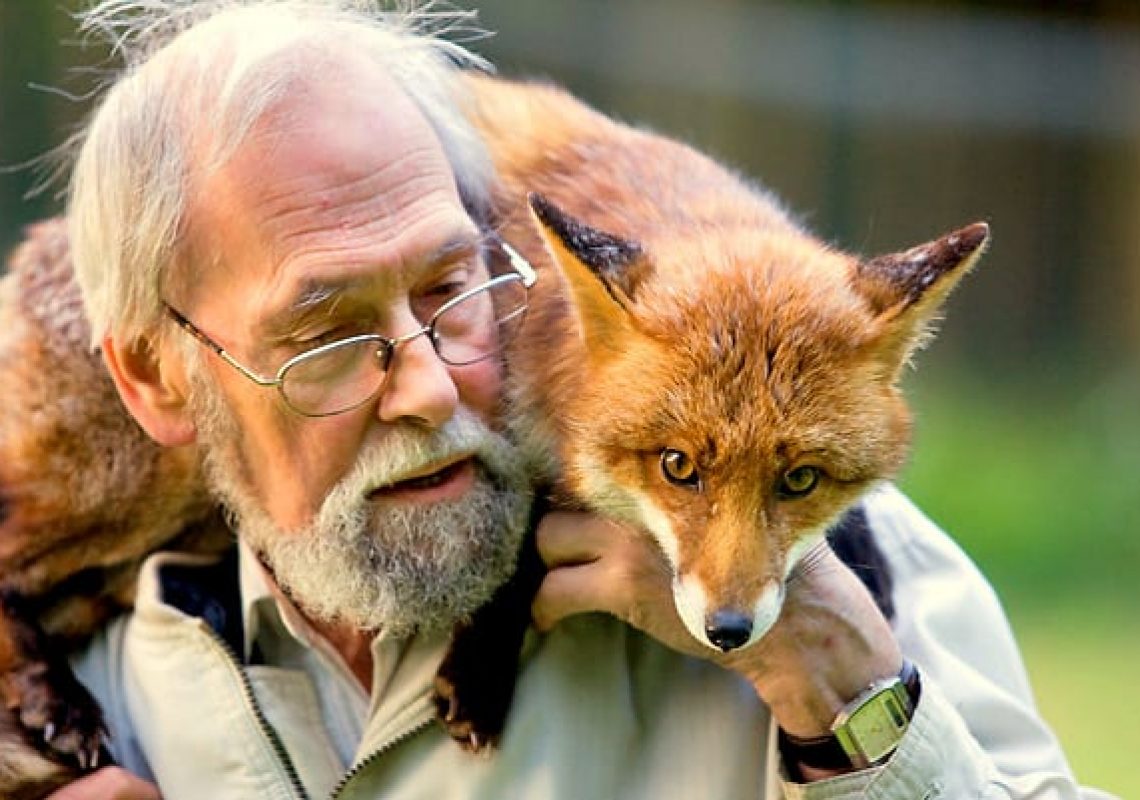 Mike Towler with rescued red fox in garden. Kent, UK, May 2009.